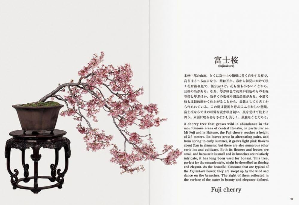 Bonsai: A Patient Art 洋書 51-nLOhXbvL._AC_SY200_QL15_.jpg